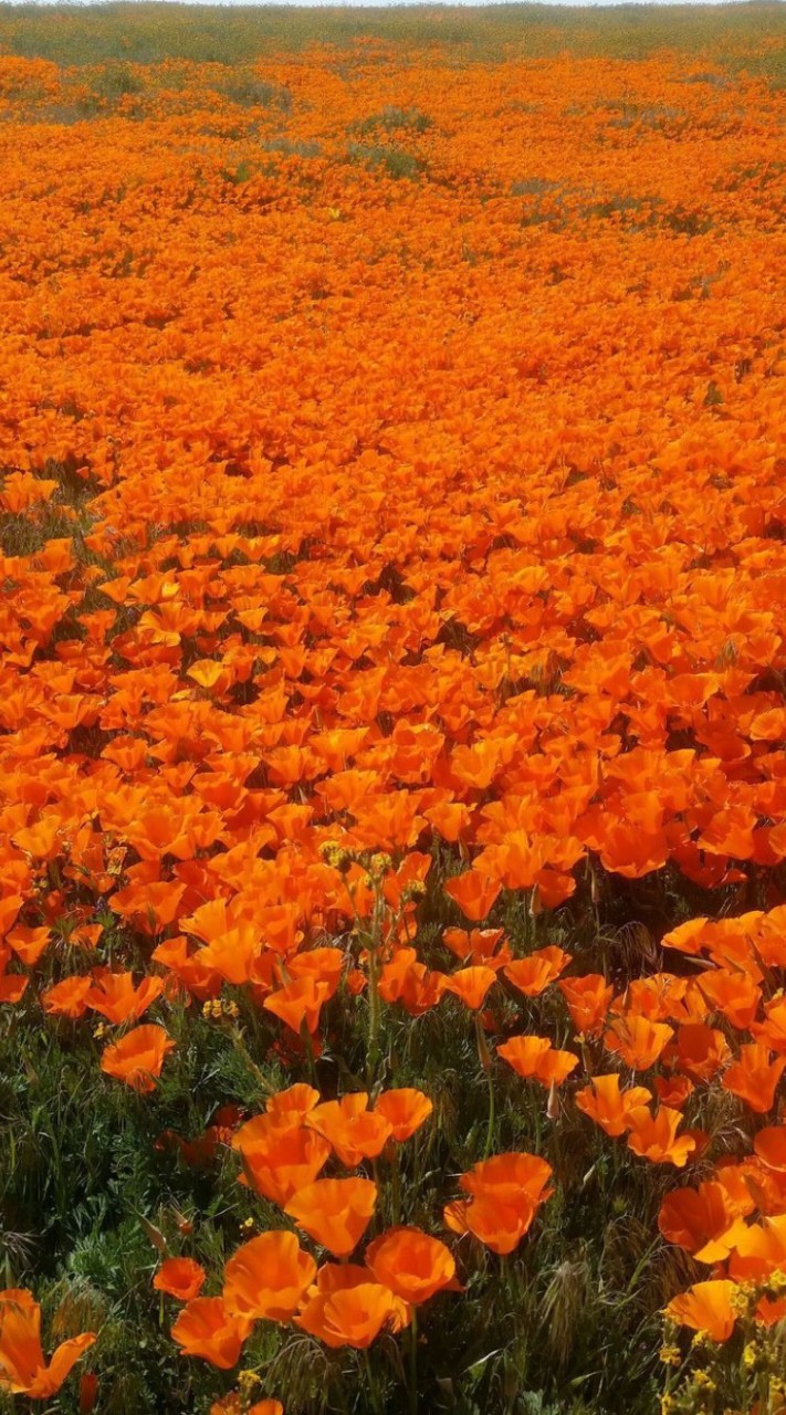 AKKบอลหญิง สีแสด🧡