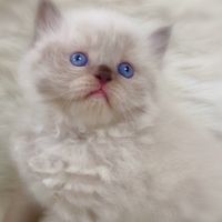 找貓請入內