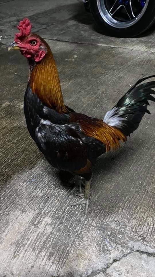 ซุ้มตองเอ 🐓