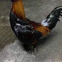 ซุ้มตองเอ 🐓