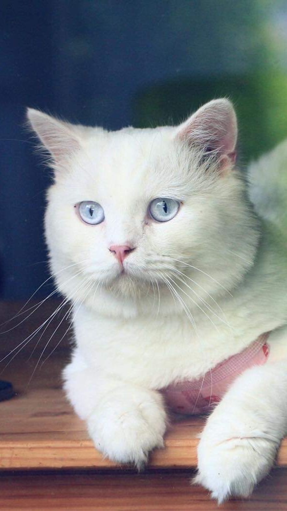 scottish fold &british shorthair