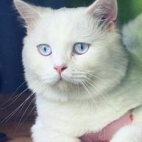 scottish fold &british shorthair