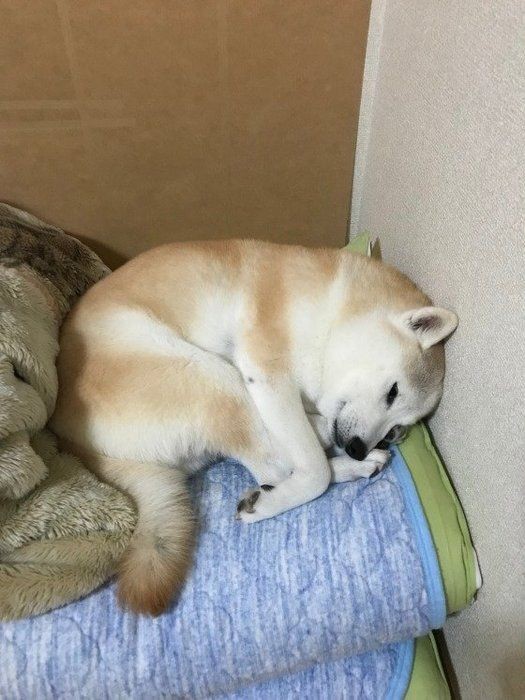 健気でかわいい すみっこぐらし 犬たち