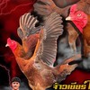 เพชรไชโย