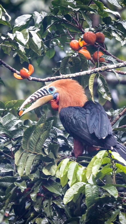 Wildlife-Thailand