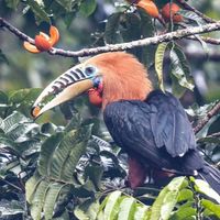 Wildlife-Thailand