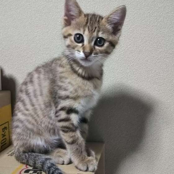 好きなのに嫌われちゃう 猫になつかれない人のやりがち