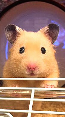 Hamsterのオープンチャット