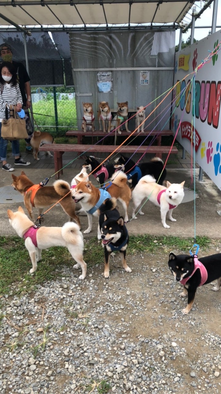 柴犬・柳沢会(新小岩)