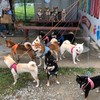 柴犬・柳沢会(新小岩)