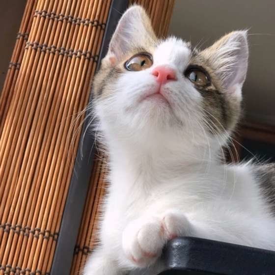 子猫を迎え入れるなら準備しよう 環境づくりやお世話