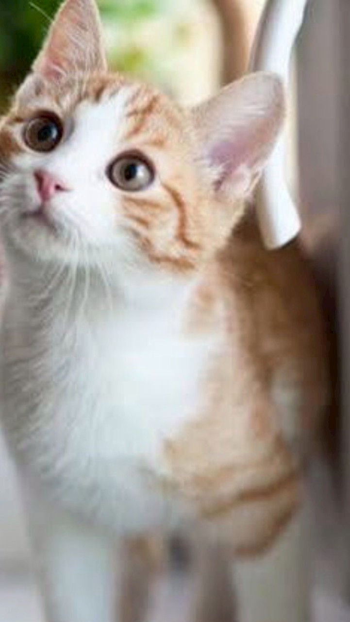 猫好きかもーん