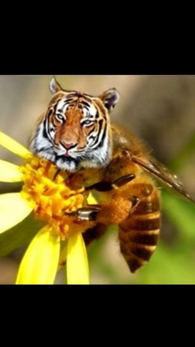 蜂隻國度🐝🐝🐝