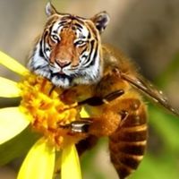 蜂隻國度🐝🐝🐝