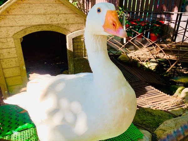 倪倪愛旅遊－『台中大坑一日遊推薦』台中近郊鳥語花香闔家出遊秘密花園-台中大坑紙箱王創意園區、東山水岸餐廳、東東芋圓直擊分享