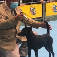 台灣犬高價區