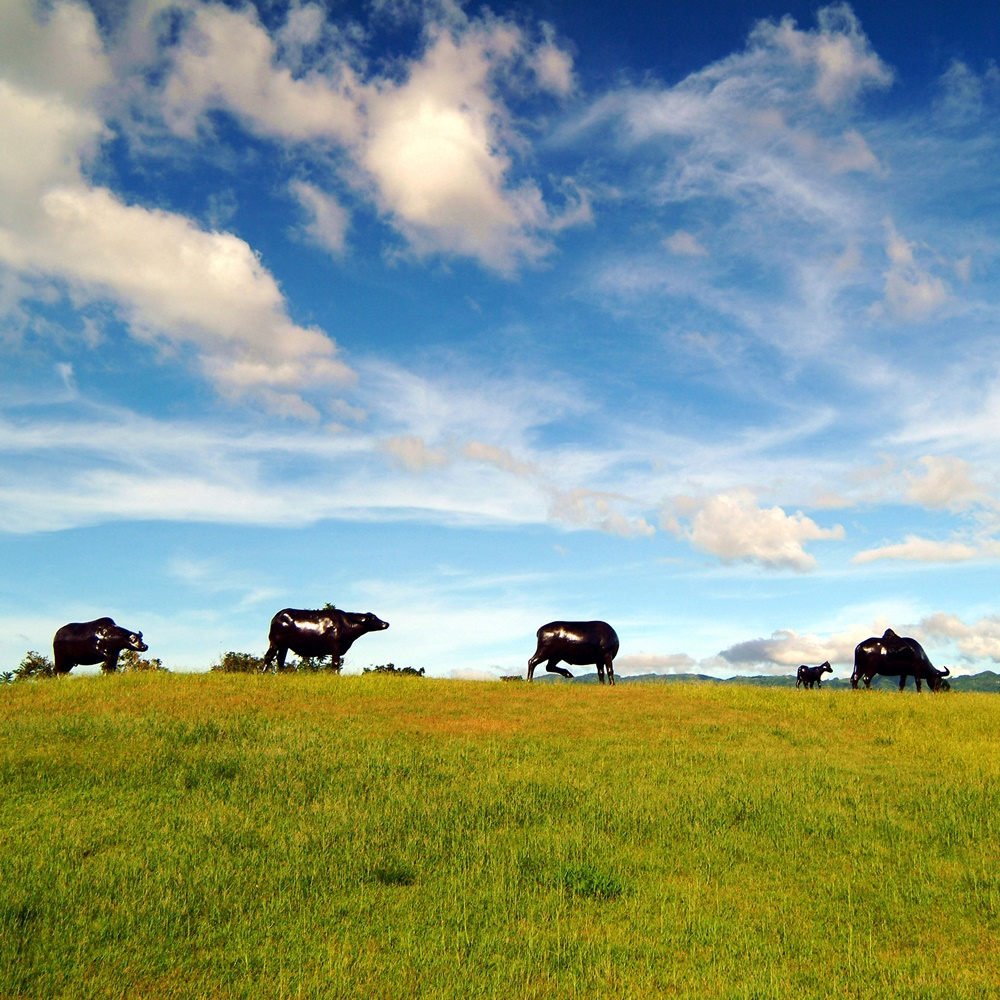 ●全年365天皆可使用●豐富的自然生態，各區設施特色多樣化●攜家帶眷親近自然好去處