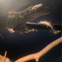 帆龍（斑帆蜥）討論區