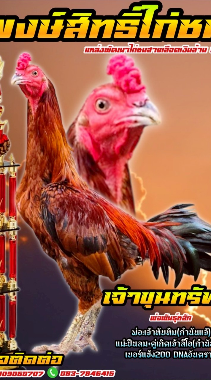 พงษ์สิทธิ์ไก่ชนบุรีรัมย์
