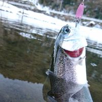 管釣りルアー(神奈川県、静岡県、山梨県)