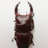 Scratchのクワガタ好き達