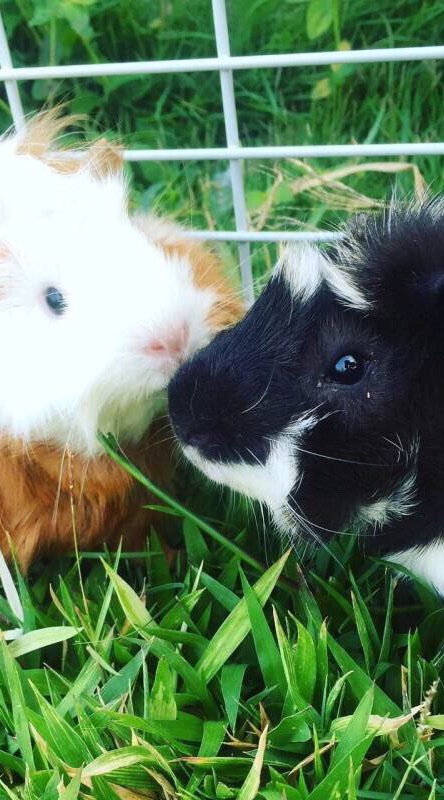 คนรักแก้สบี้ (Guinea Pig)
