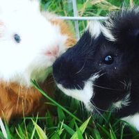 คนรักแก้สบี้ (Guinea Pig)