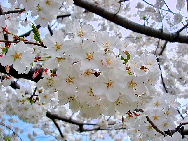 Mengenal Jenis Jenis Bunga Sakura Bunga Kebanggaan Negara Jepang