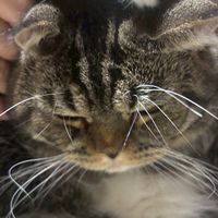 ほーちしょーじょ