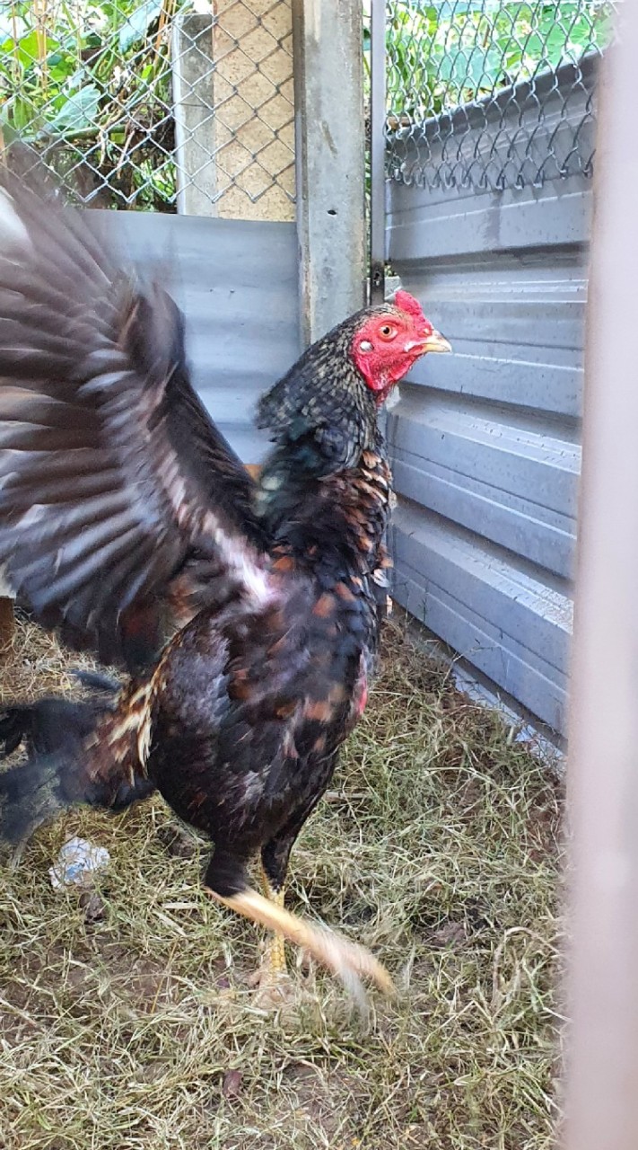 ชมรมอนุรักษ์ไก่ชนบ้านไผ่