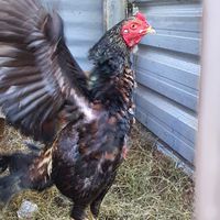 ชมรมอนุรักษ์ไก่ชนบ้านไผ่