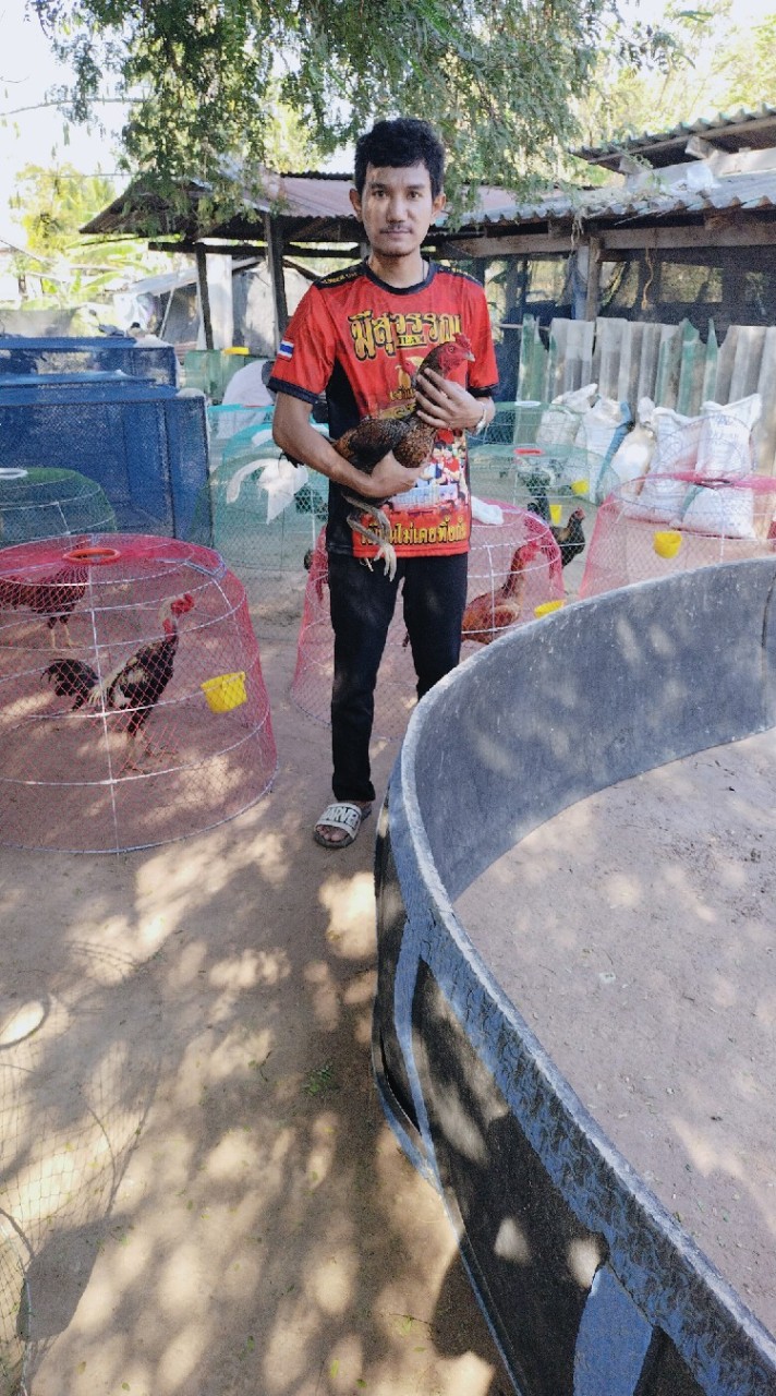 เบิ้ล ฟาร์มไก่ชน