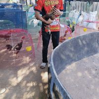 เบิ้ล ฟาร์มไก่ชน