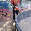 เบิ้ล ฟาร์มไก่ชน