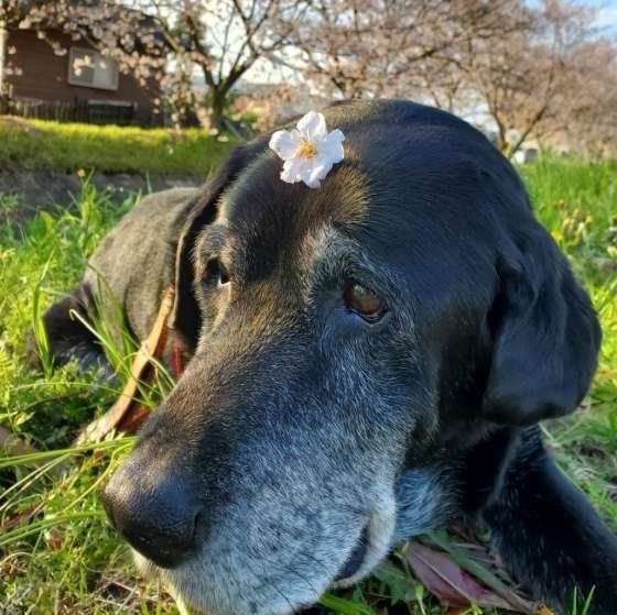 シニア犬に多い 甲状腺機能低下症 の多様な症状