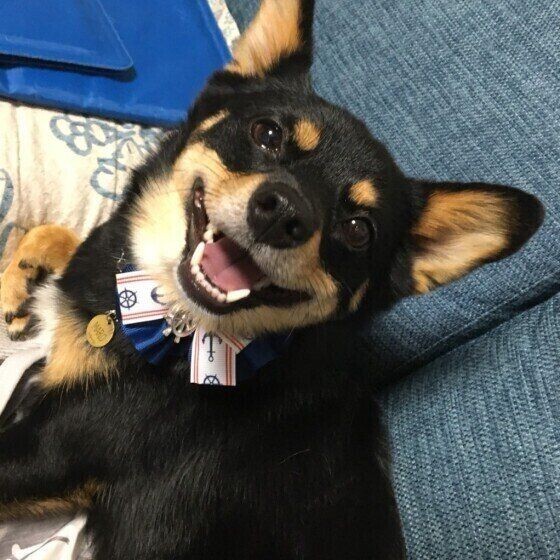 古代の犬が現存している 意外と知らない日本犬トリビア