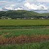 道内で昆虫採取する人の部屋