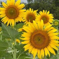 神奈川🌻45歳〜50代60代✨ゆるゆる大人の飲み会🍀🍻食べ歩き✨昼飲み✨ハシゴ酒✨