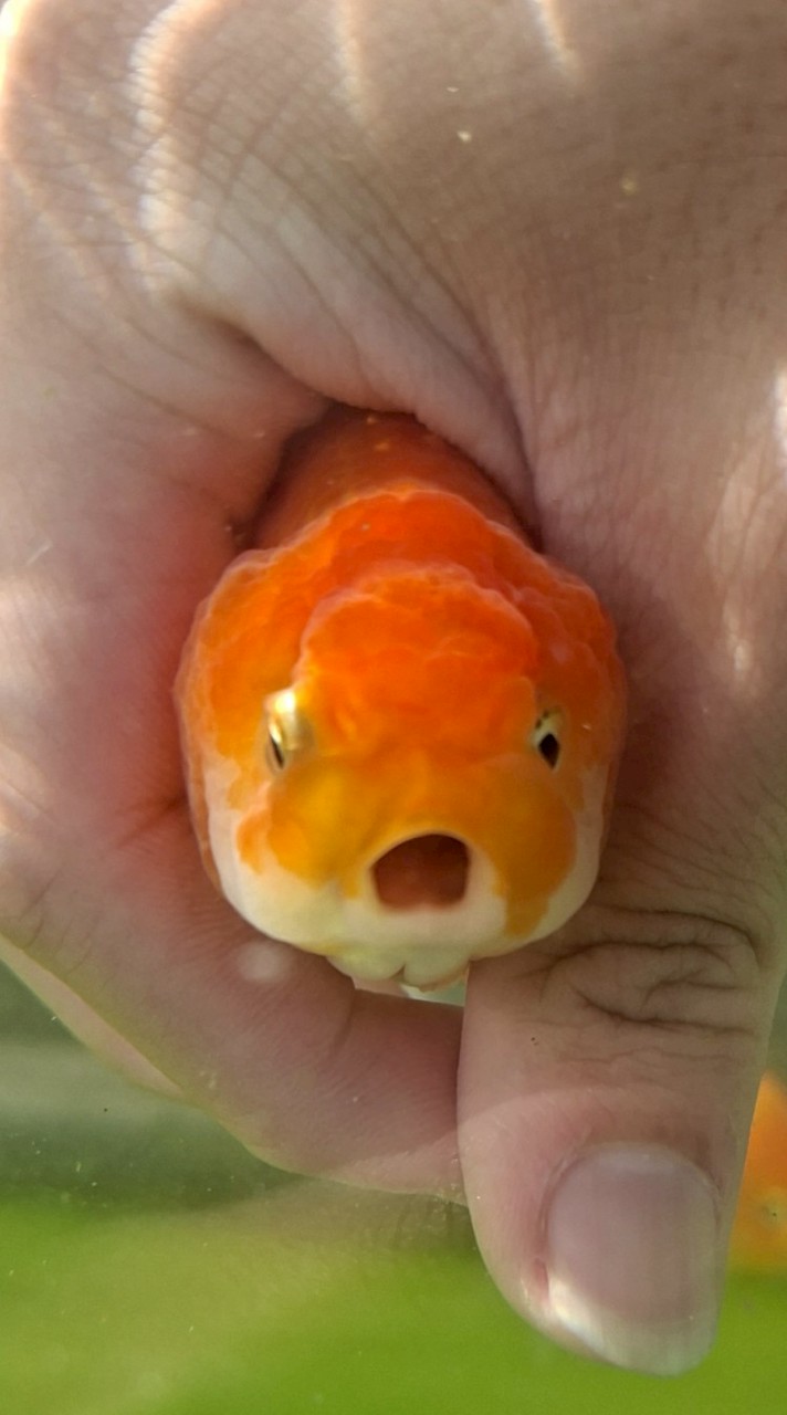 Fish Boy 金魚專賣