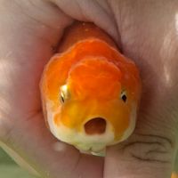 Fish Boy 金魚專賣