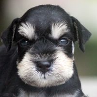 「🐱🐶販售」討論/有價認養