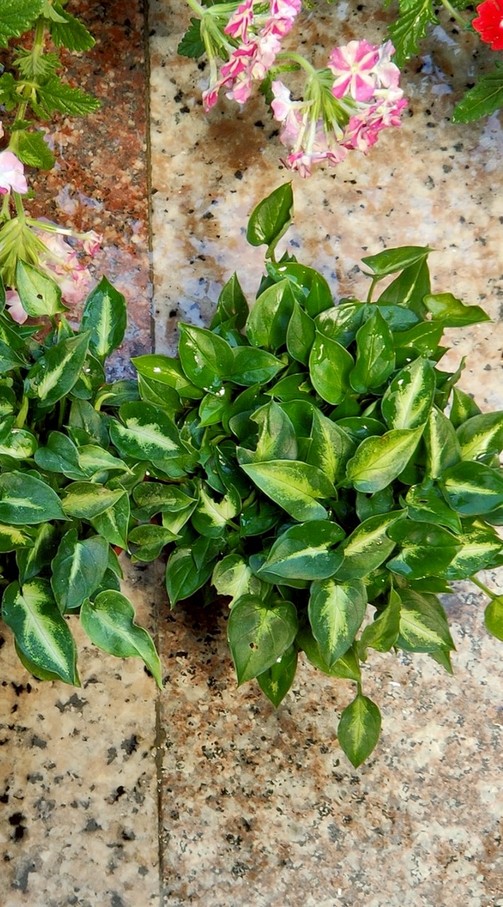 植戀小作所