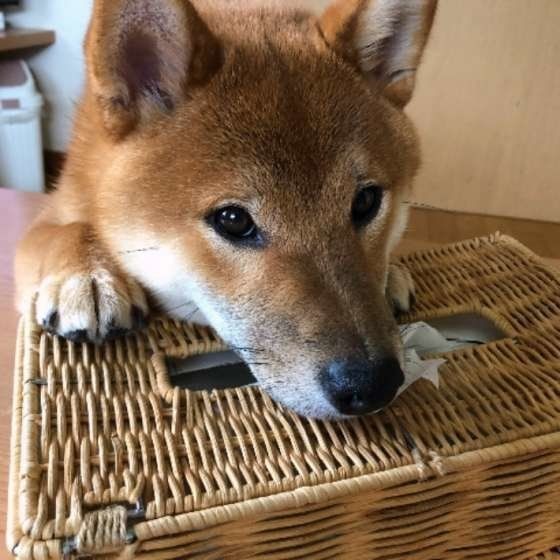 シロさんが旅立ち ふと流れてきた曲にうるっとしてしまう いぬのきもちnews