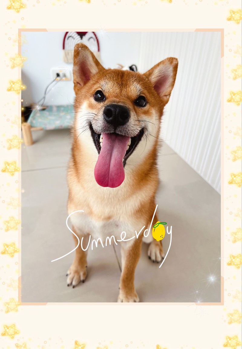 樂狗寵物沙龍- LINE熱點