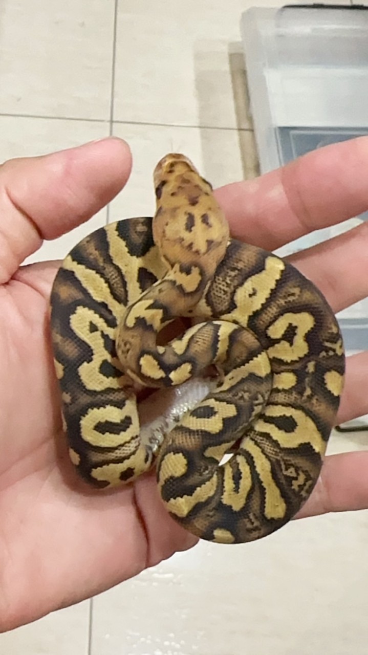 Josephy's Clown Ball Python