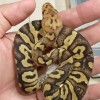 Josephy's Clown Ball Python