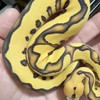 Josephy's Clown Ball Python