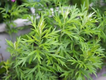 艾草精油 | 香港蒸餾所 Hong Kong Distillery