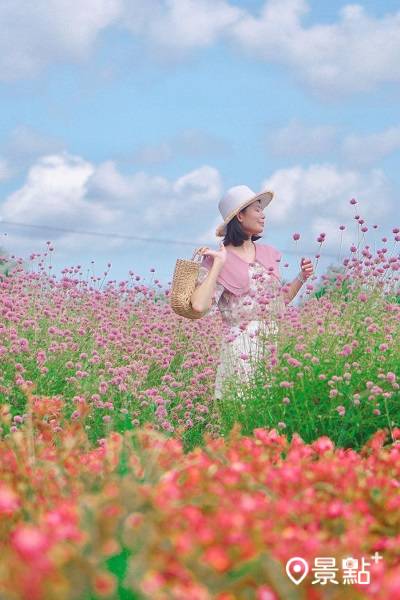 最美圓仔花田繽紛花海 台版富良野多層次花景夏必追 景點家 Line Today
