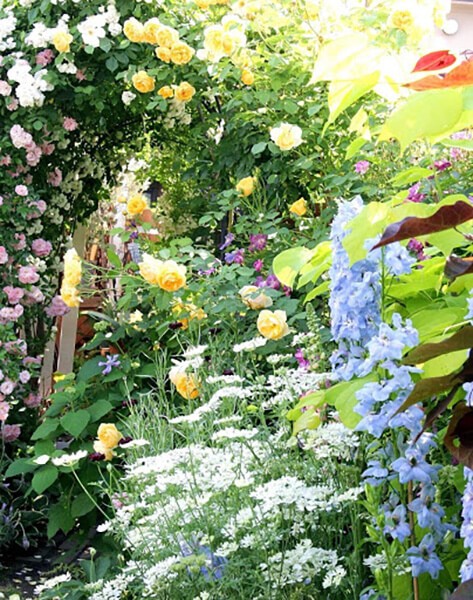 動画 バラが盛りの庭と花アレンジ術